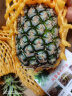海南金钻凤梨香甜无渣多汁手撕大凤梨非菠萝产地直发 海南金钻凤梨中果带箱9-10斤装 实拍图