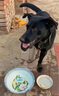 伯纳天纯小型成犬粮泰迪比熊博美天然粮樱桃味狗粮10kg/20斤 实拍图