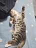 獒少保猫包外出大号猫背包宠物背包太空舱透气便携包双肩包猫咪狗狗用品 双肩背包雾霾蓝色建议15斤以内 实拍图