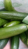 水果小黄瓜无刺黄瓜新鲜水果蔬菜现采现摘凉拌生吃整箱包邮 水果小黄瓜（自然成熟） 带箱2斤（畅销款） 实拍图