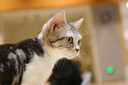 迪尤克（DIYOUKE） 猫粮 幼猫猫粮成猫美短全价牛肉味猫粮10kg20斤 实拍图