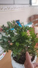 【驱蚊草】清香木盆栽室内花卉植物净化空气除甲醛绿植胡椒木 5年苗【当年开花爆满】+肥料 红花清香木【驱蚊虫】【净化空气 实拍图