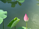 腾龙（Tamron）A071S 28-200mm F/2.8-5.6 Di III RXD大光圈远摄大变焦镜头 索尼全画幅微单镜头(索尼全幅E口) 实拍图