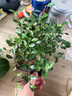 开时果 小叶赤楠盆景摆件 办公室桌面绿植花卉好养盆栽植物源头直发包邮 【热销款】舍得紫砂盆+黑石+底座 实拍图