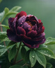 京东京造杀菌湿巾80片*4包(320片) 杀菌率99.9%湿巾纸 卫生湿纸巾 实拍图