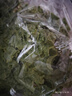 散叶生菜约400g 实拍图