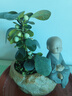 开时果 小盼菩提盆栽（带果发货）中式禅意绿植物桌面盆景源头直发包邮 小盼菩提+原生盆（2-5颗果子） 小盼菩提（带果发货-含盆植） 实拍图