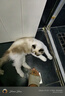普安特宠物狗狗猫咪口臭口腔溃疡红肿口炎喷剂嘴巴发炎乐口宁喷雾 实拍图