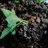 原起点辣椒苗朝天椒秧苗杭椒螺丝椒线椒牛角尖二荆条四季阳台蔬菜苗种子 【1棵】线椒苗 实拍图