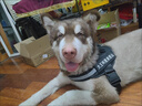 贝初众狗绳大型犬牵引绳狗狗牵引绳胸背带遛狗绳中型犬大狗金毛边牧p绳 狗狗胸背带-赠送牵引绳*1字帖*4 黑色 M-适合22-40斤狗狗 防爆冲胸背带-轻便不勒脖-反光条 实拍图