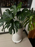 九千谷植物支撑架园艺花架阳台花园绣球月季爬藤 半圆25*40CM 3对装6409 实拍图