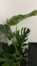爱优尚龟背竹观叶植物室内客厅办公室大盆栽绿植盆景净化空气吸甲醛老桩 实拍图