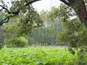 袋鼠妈妈橄榄油淡化纹准孕妇专用护理油修护精华油护肤品舒纹妊娠油150ml 实拍图