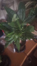 发财树盆栽大植物室内办公室桌面客厅小盆景招财树苗绿植花卉盆栽 三杆发财树 5-8cm【随机古风盆】 【送肥料】 实拍图