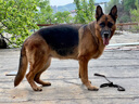 皇家狗粮 德牧成犬狗粮 犬粮 宠物大型犬 GS24 全价犬粮 ≥15月 12KG 实拍图