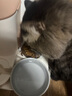 皇家室内成猫粮 I27 通用粮 12月以上 4.5KG 实拍图