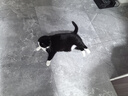 卫仕猫多维240片定制猫用复合维生素片维生素b美毛宠物营养猫咪维生素 实拍图