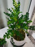 佰花锦清香胡椒木盆栽室内外驱蚊草植物好养绿植九里香花卉四季常青盆景 【送圆底座】胡椒木+陶瓷白圆盆+苔藓铺面 整体高度20-25cm 实拍图