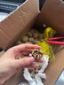 鲜级佳大凉山新鲜湿核桃去青皮嫩核桃老树薄纸皮核桃孕妇专用生核桃新货 净重5斤【去青皮】送夹子 实拍图