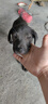 HELLOJOY 狗狗零食宠物泰迪金毛幼犬成犬训练奖励 营养牛肉粒450g 实拍图