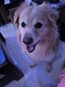 愛肯拿（ACANA）狗粮 鸭肉梨成犬幼犬 低敏去泪痕 全价通用原装进口粮2kg效期26/5 实拍图