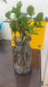 临雅茉莉花水培植物盆栽办公室内桌面好养懒人鲜花绿植九里香水养花卉 茉莉花1盆7-8株-带根款 实拍图