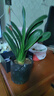 种花迷君子兰盆栽老苗带花苞四季好养多肉花卉绿植物室内圆头和尚大小苗 带土包成活精品圆头10-12片叶 不含盆 实拍图