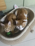 网易严选 宠爱相伴全价猫粮 居家宠物主粮幼猫成猫全价粮猫咪食品 1.8kg 实拍图