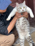 麦斯蒂主食猫罐头鸡肉金枪鱼85g*12罐 成幼猫湿粮鲜肉全价高营养 实拍图