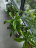 德沃多肥料植物营养土通用15L园艺养花土种菜有机土壤盆栽种植土兰花多肉土 实拍图