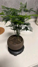 开时果 文竹盆栽桌面摆件盆景 办公室植物竹子水培绿植盆景源头直发包邮 【推荐款】舍得紫砂盆+苔藓+底座 实拍图