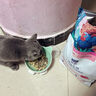 LEGENDSANDYLEGENDSANDY蓝氏全价猫粮 猎宴火鸡 均衡营养 50g 实拍图