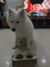 伯纳天纯三拼冻干牛肉粒肉松犬粮20kg/40斤 实拍图