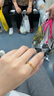 周六福彩宝碧玺黄金足金戒指生日礼物送女友J0212468 约1.93g 10号 实拍图