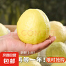 奶油白心红心芭乐 新鲜软糯低卡低热量轻食首先水果 5斤净重（白心）单果100g起 实拍图