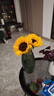 【向日葵】生日礼物鲜切花云南基地直发新鲜太阳花鲜花毕业花束 向日葵3枝 中大花 中大花向日葵 实拍图