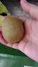 佳沛（zespri）绿奇异果经典果16粒礼盒单果约86-103g 水果 猕猴桃 实拍图
