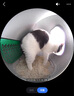 小佩智能猫砂盆可视全自动猫厕所MAX PRO 电动铲屎一键换砂开放式隔臭 实拍图