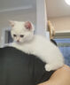 麦富迪 猫粮猫零食猫湿粮猫条猫罐头barf霸弗生骨肉喂养尝鲜包542g 实拍图