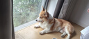 麦富迪狗粮 无谷牛肉双拼狗粮成犬小型犬比熊贵宾缓解泪痕 10kg/20斤 实拍图