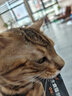 玲珑猫宠物智能可视自动喂食器 猫碗猫粮狗粮定时定量猫咪自动投食器 4L智能版【APP操控|定时定量】 实拍图