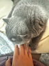 艾禾美（Arm&Hammer）铁锤猫砂黑盒红标28磅 实拍图