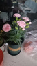 沭之美康乃馨盆栽母亲节礼物观花植物桌面绿植粉色+0.5加仑盆 源头直发 实拍图
