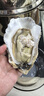 鲜海道【活鲜】鲜海道生蚝  乳山牡蛎 新鲜海蛎子生鲜贝类 送人优选6XL号带箱10斤 实拍图