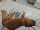 来旺兄弟起泡器狗狗洗澡猫咪沐浴露宠物泡泡机自动出泡节省沐浴露打泡机 实拍图