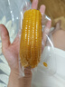 京鲜生 东北小糯九黄糯玉米150g*10棒 新鲜甜糯玉米棒真空包装 源头直发 实拍图