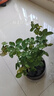 果汁阳台月季花苗四季开花卉盆栽绿植物室内花易活玫瑰带花苞庭院 珊瑚果冻【大花浓香，月月开分枝多】 【带花苞】【盆口径15cm】原盆冠25高35 实拍图