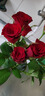 云南鲜花批发品质玫瑰百合水养鲜切花送女友生日礼物源头直发 红玫瑰-10支（不定品种） 【任选2件—不收运費】 实拍图