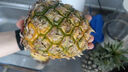京鲜生 徐闻香水菠萝 净重750g 1粒装 生鲜水果源头直发 实拍图