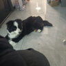 冠能狗粮小型犬幼犬狗粮2.5kg 全价狗粮 添加牛初乳  实拍图